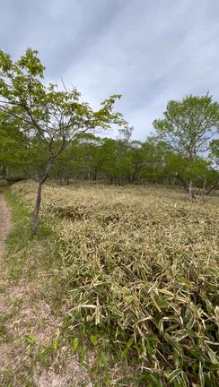霧降高原の下山メシは自炊でカニ釜飯❗️謎の落葉の巻の記事動画