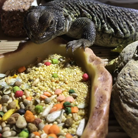 トゲオアガマの拒食についての画像