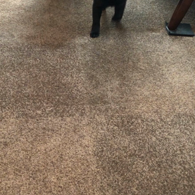 ペット保険適用の前に....の画像