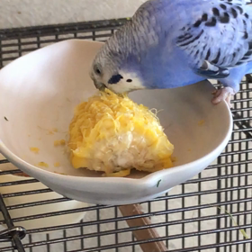 ウマウマ画像の画像