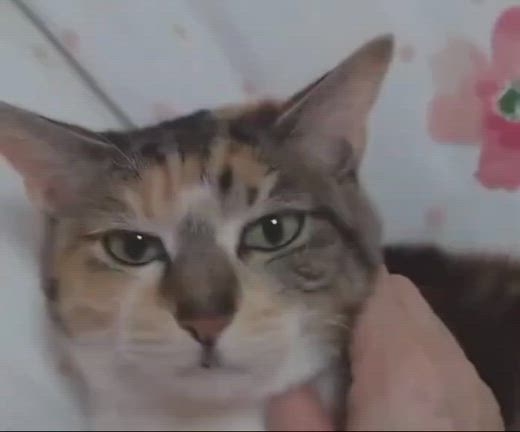6月21日（日）第210回ネスタ猫の里親会開催のお知らせの記事動画