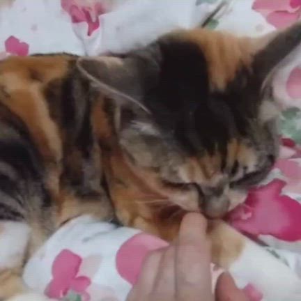 6月21日（日）第210回ネスタ猫の里親会開催のお知らせの記事動画