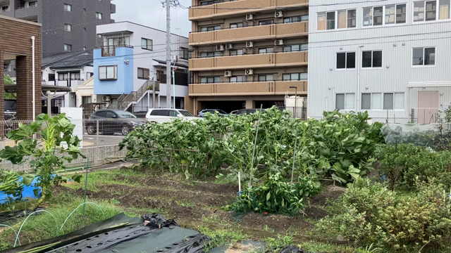 畑の台風養生の記事動画