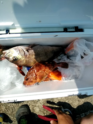 ザリガニで真鯛が釣れましたよ～の記事動画