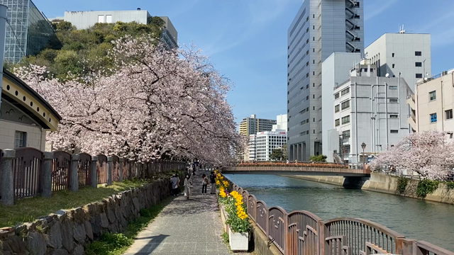 ■「今年も 桜が見れて よかったーー！」と思える 豊かさ。の記事動画