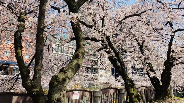 ■「今年も 桜が見れて よかったーー！」と思える 豊かさ。の記事動画