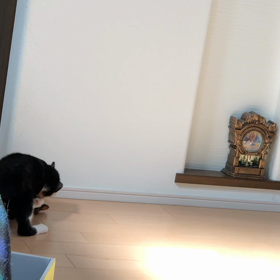 すっかり仲良し(=^x^=)の画像