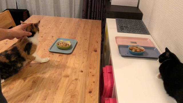 おりこうさん♡の記事動画