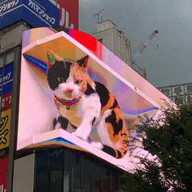 猫　噂になってるので　撮って来ましたの画像