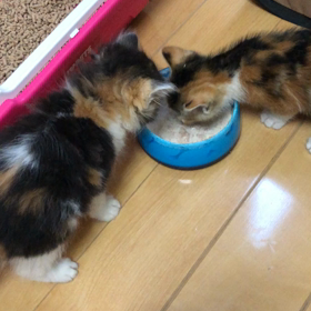 子猫迎えましたの画像