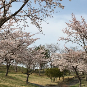 開花宣言の画像