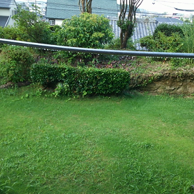 まだうまく鳴けないつくつくぼうしの画像
