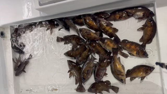 根魚調査の記事動画