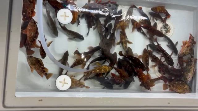 根魚調査の記事動画