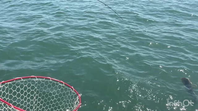 調査でデカマゴチ出現の記事動画