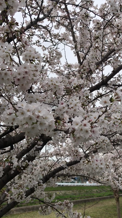 桜♪♪の記事動画
