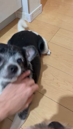 甘えん坊の記事動画