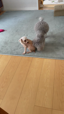 お散歩エナちゃんの記事動画