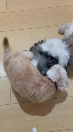 トリミングで別犬❤️の記事動画