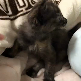 新入り猫 ニコの画像