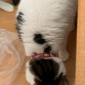 みつお　6/16の画像