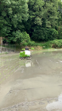 田植え！の記事動画