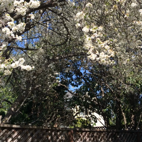 春だよ。春。の画像