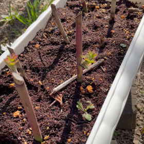 ブラックベリーの成長ぶり～の画像