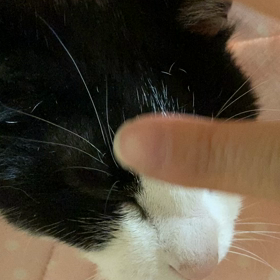 鉛筆画チャリティー　きいちゃんのサムネイル画像