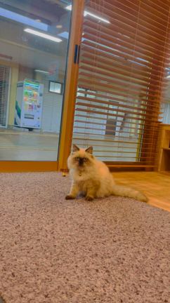 【昭島紹介】4ヶ月の子猫ちゃんの記事動画