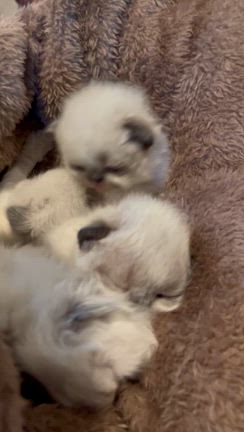 【こねこが産まれました♡】の記事動画