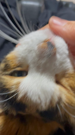 【猫の魔力】三毛猫のすずの記事動画