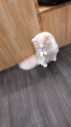 猫さんの記事動画