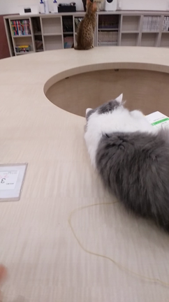 懐く猫の記事動画