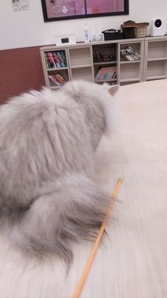 ペルシャの記事動画
