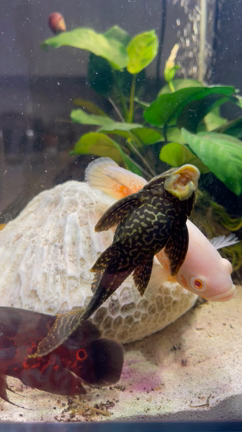 新しい魚を探しにの記事動画