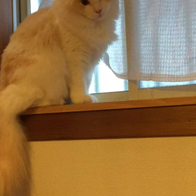 ボールキャッチ  動画ですの画像