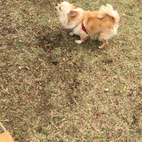 吠えるひなっち。の画像