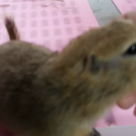 ツンデレ激ツン♡ジリスの画像