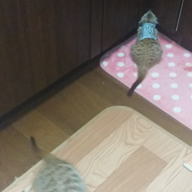 ミーアとの日々の画像