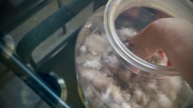 鳥とのふれあいの記事動画