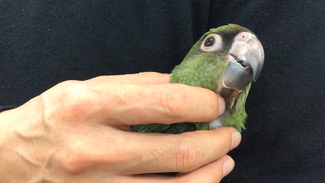 カボの誕生日とカレンダーと健康診断の記事動画