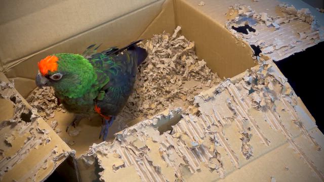 カボとダンボールの記事動画