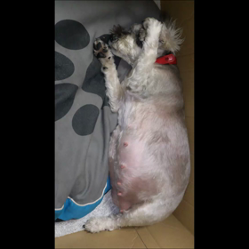 １歳の画像