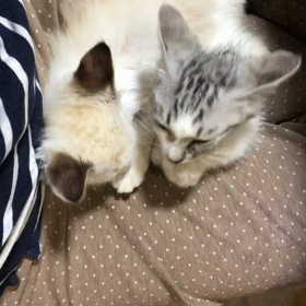 は〜天使(´ω`)の画像