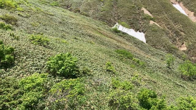 お花と絶景を求めて谷川岳へ〜 06.17.2026 ①の記事動画