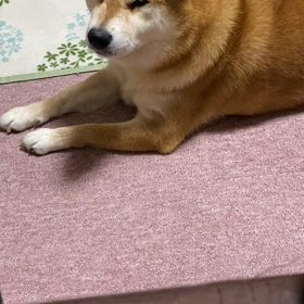 母さんの魔法のことばで眠るにこちゃんの画像