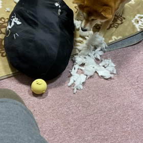 かまちょ　にこちゃんの画像