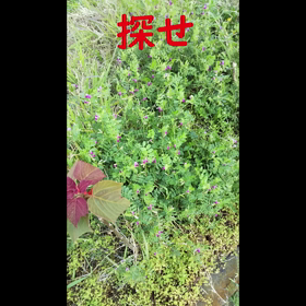 ”りんごちゃんを探せ”の画像