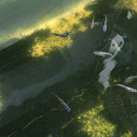 三色墨強ラメ若魚の画像